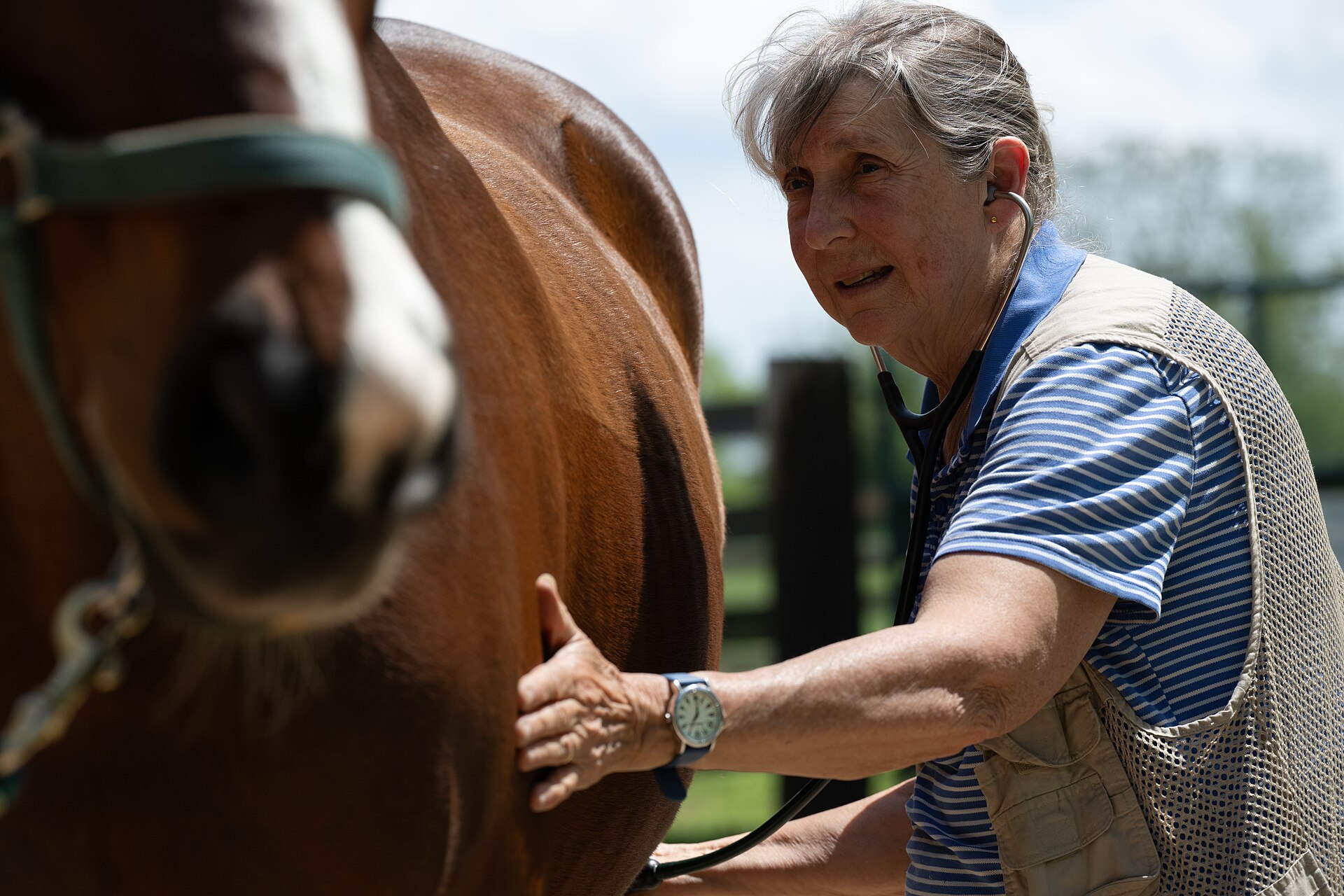Veterinarian standing beside a horse during a hands-on examination.