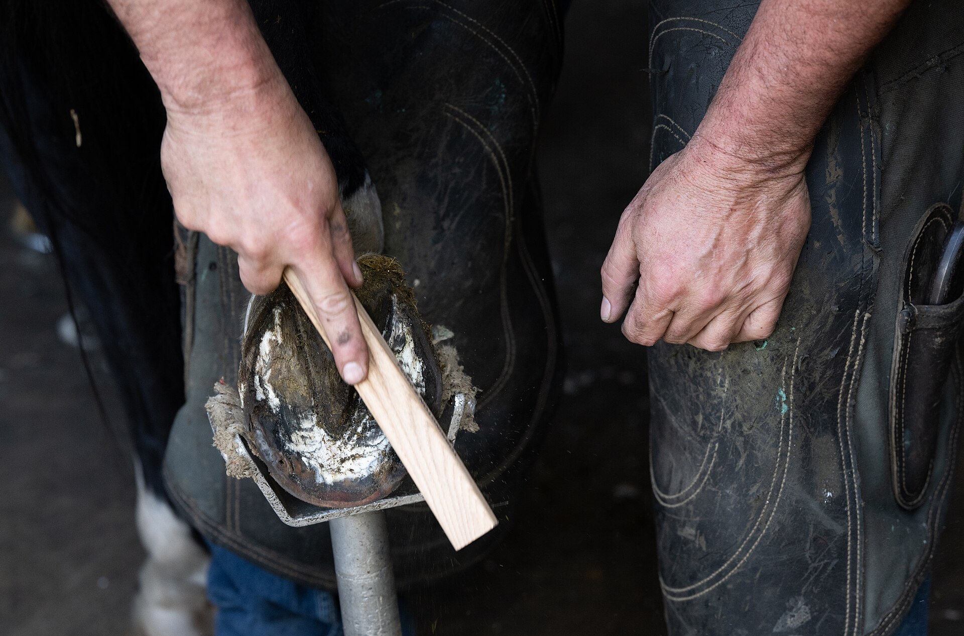 Farrier holding and cleaning the underside of a horse hoof.