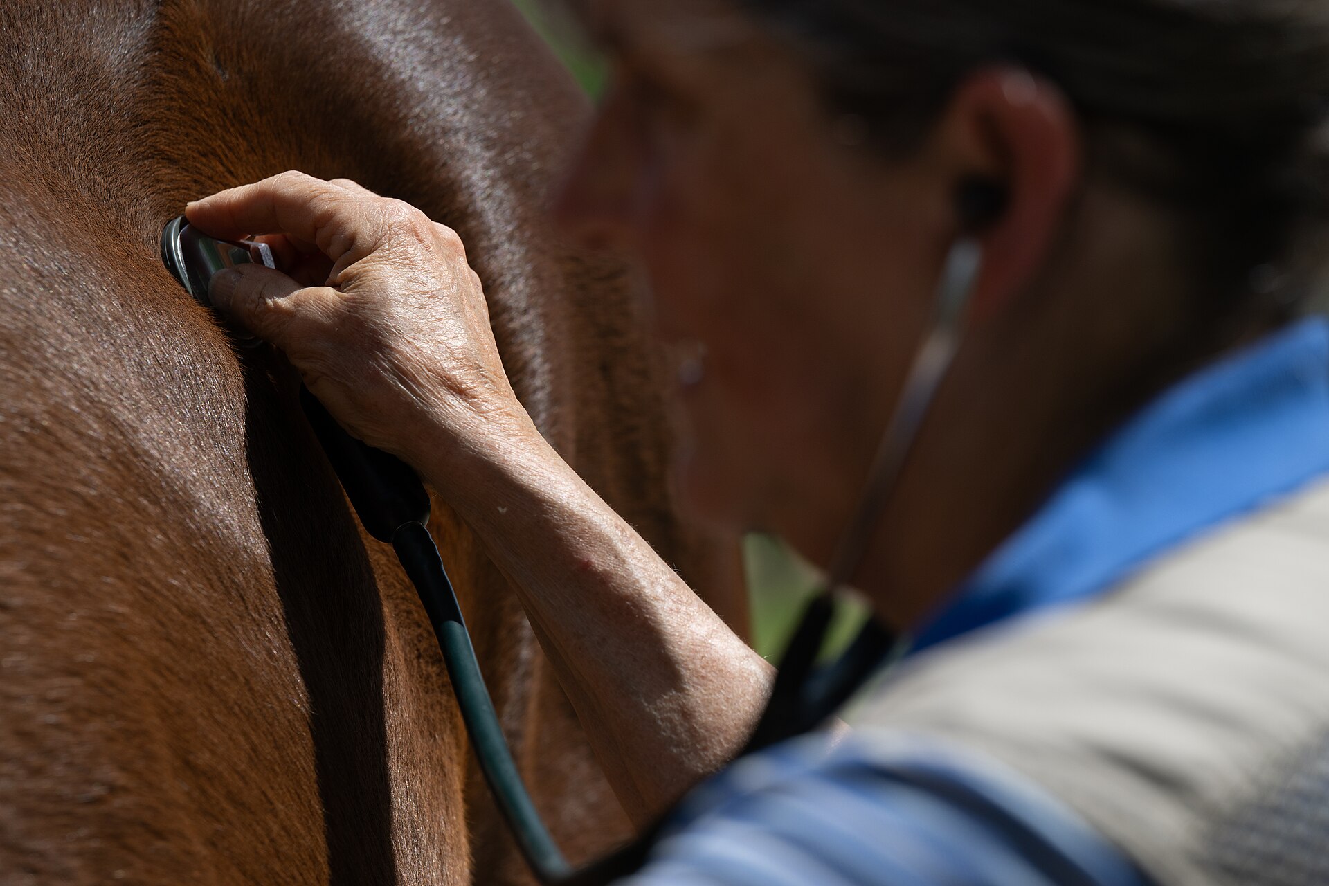 Close view of a veterinarian using a stethoscope on a horse.