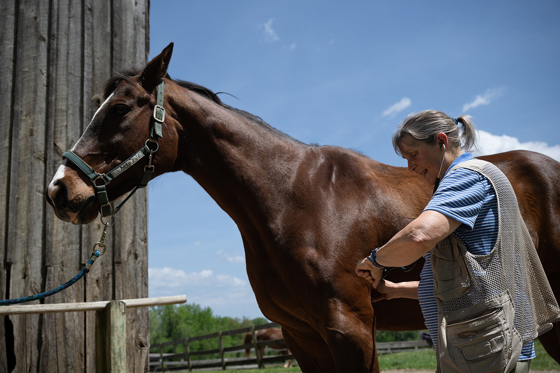 Veterinarian examining a bay horse beside a wooden barn.
