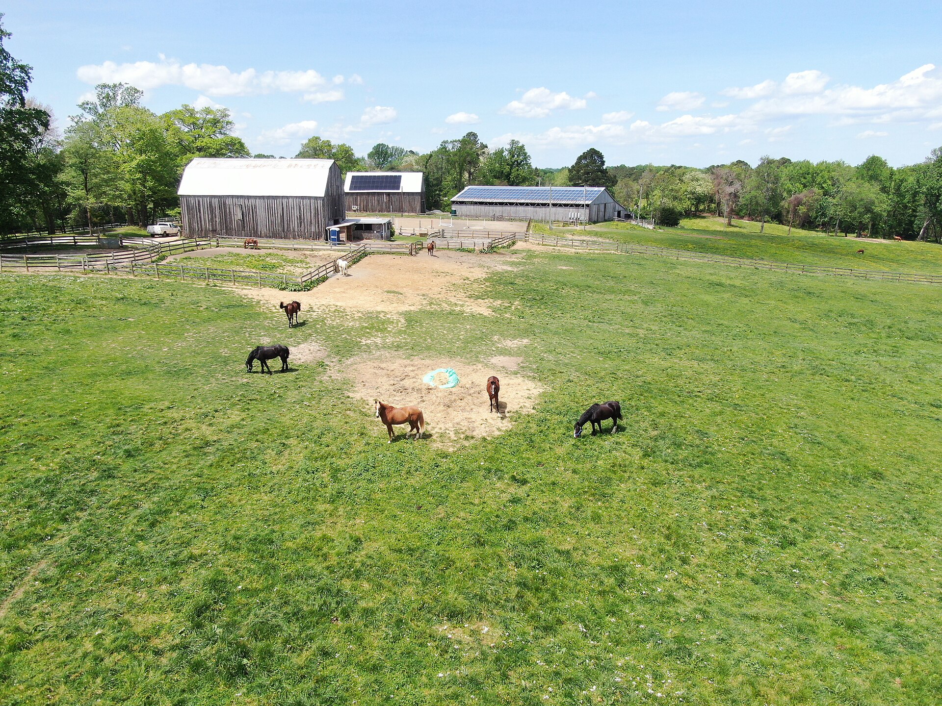 Horses grazing in a green paddock beside farm buildings.